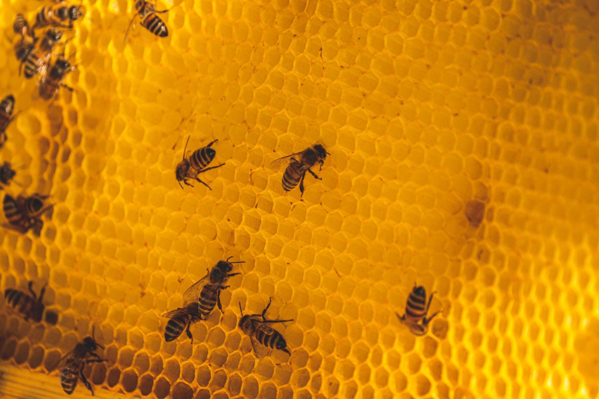 Gaza’s honey industry destroyed by Israel’s genocide
